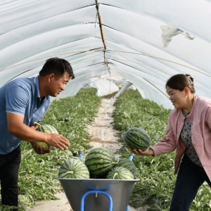 上市早 產(chǎn)量高 品質(zhì)好“早優(yōu)美”西瓜新品種線下觀摩會在太和舉辦